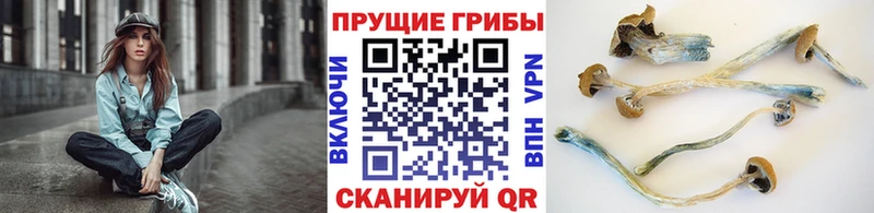 Псилоцибиновые грибы Psilocybe  Купить  Саяногорск 